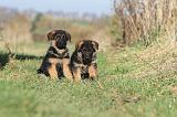 BERGER ALLEMAND 574